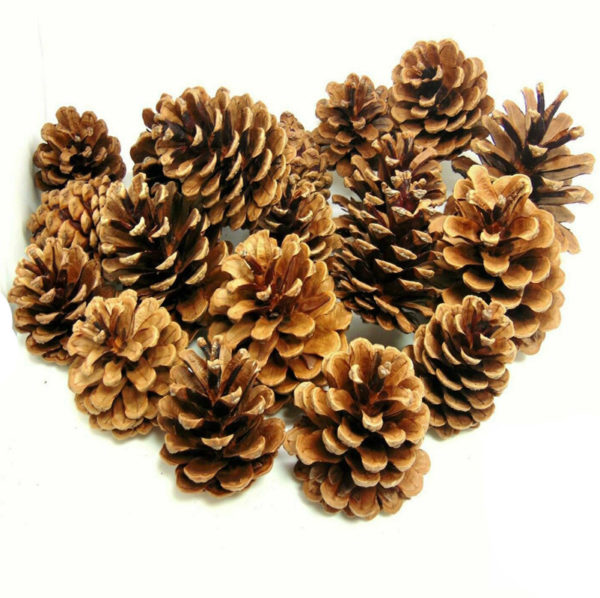 Natural Pine Cones 1kg Quality Pinecones
