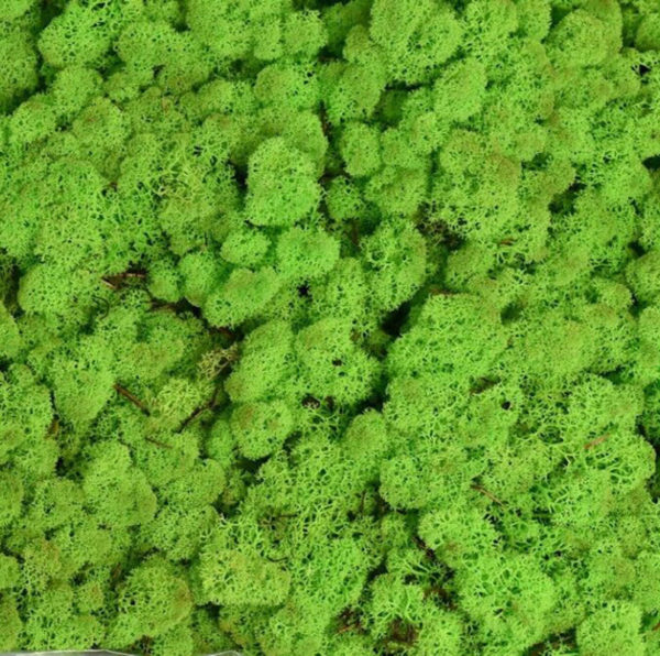 Preserved Norwegian Reindeer Moss Forest Green