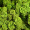 Preserved Norwegian Reindeer Moss Lime Green