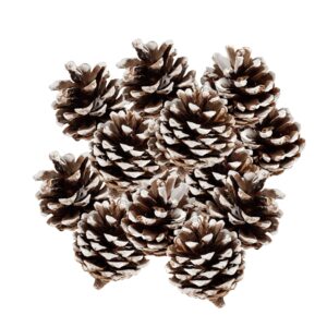 1kg - Frosted White Tip Pine Cones Quality Pinecones Xmas Craft UK
