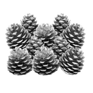 1kg - Silver Pine Cones Christmas Craft Cones Festive UK