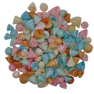Mini Troca Pastel Dyed Natural Seashells Beach Shells Craft Aquarium Sea UK